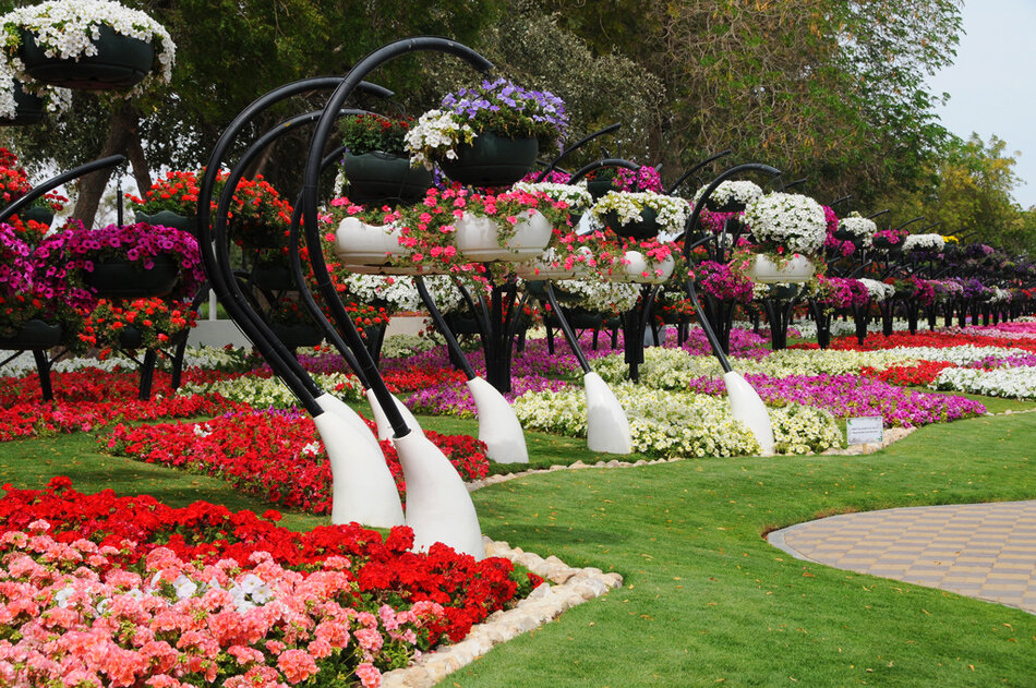 Клумба мир. Al Ain Paradise парк. Цветочный парк Парадиз в ОАЭ. Flower Garden Park Ташкент. Клумбы Абу Даби.